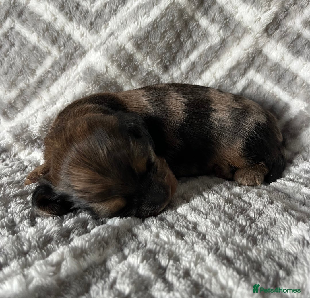Miniature Dachshund dogs for sale: Beautiful Miniature Dachshunds  - Image 12