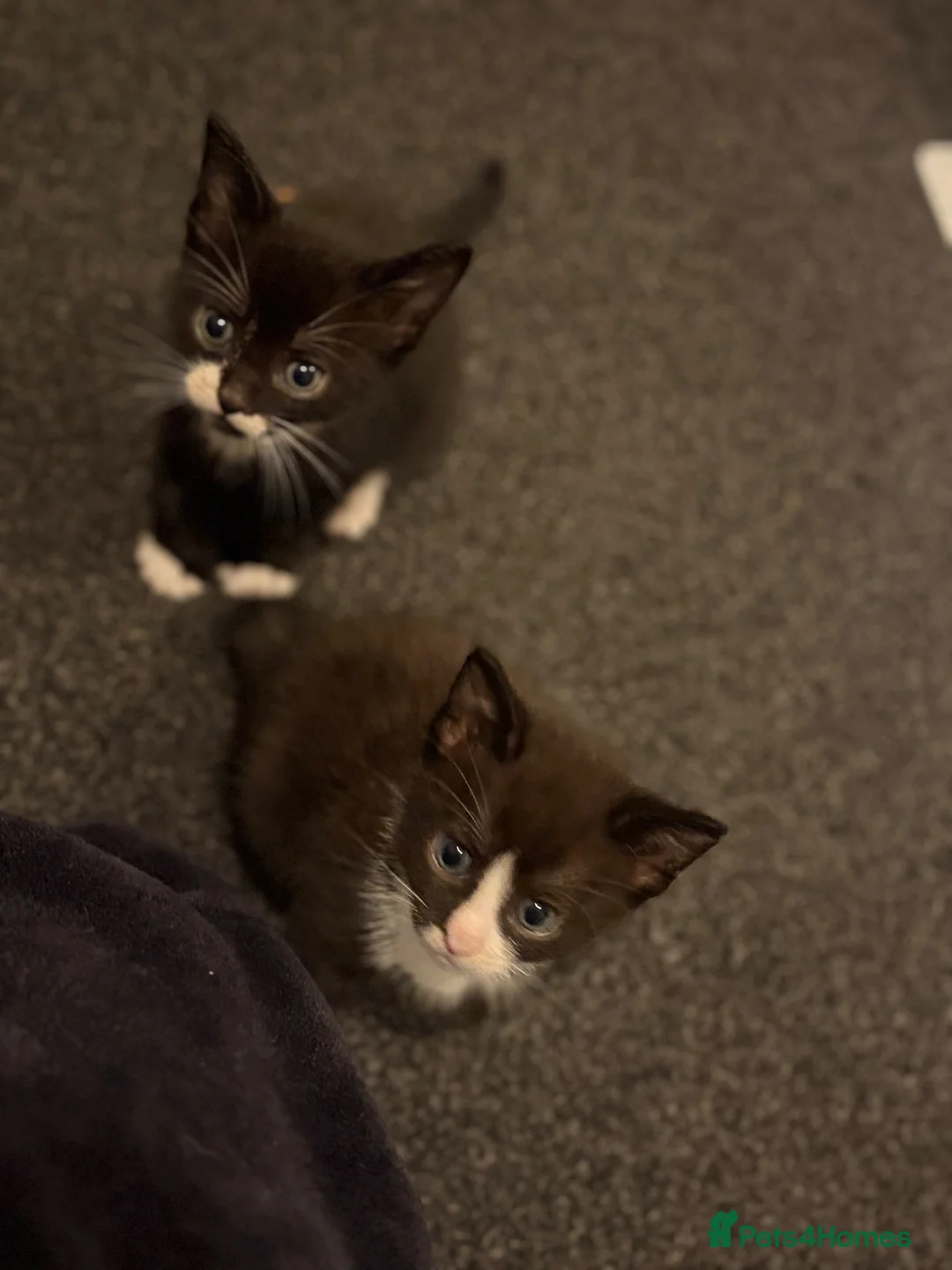 Mixed Breed cats for sale: Gorgeous kittens  - Advert 2