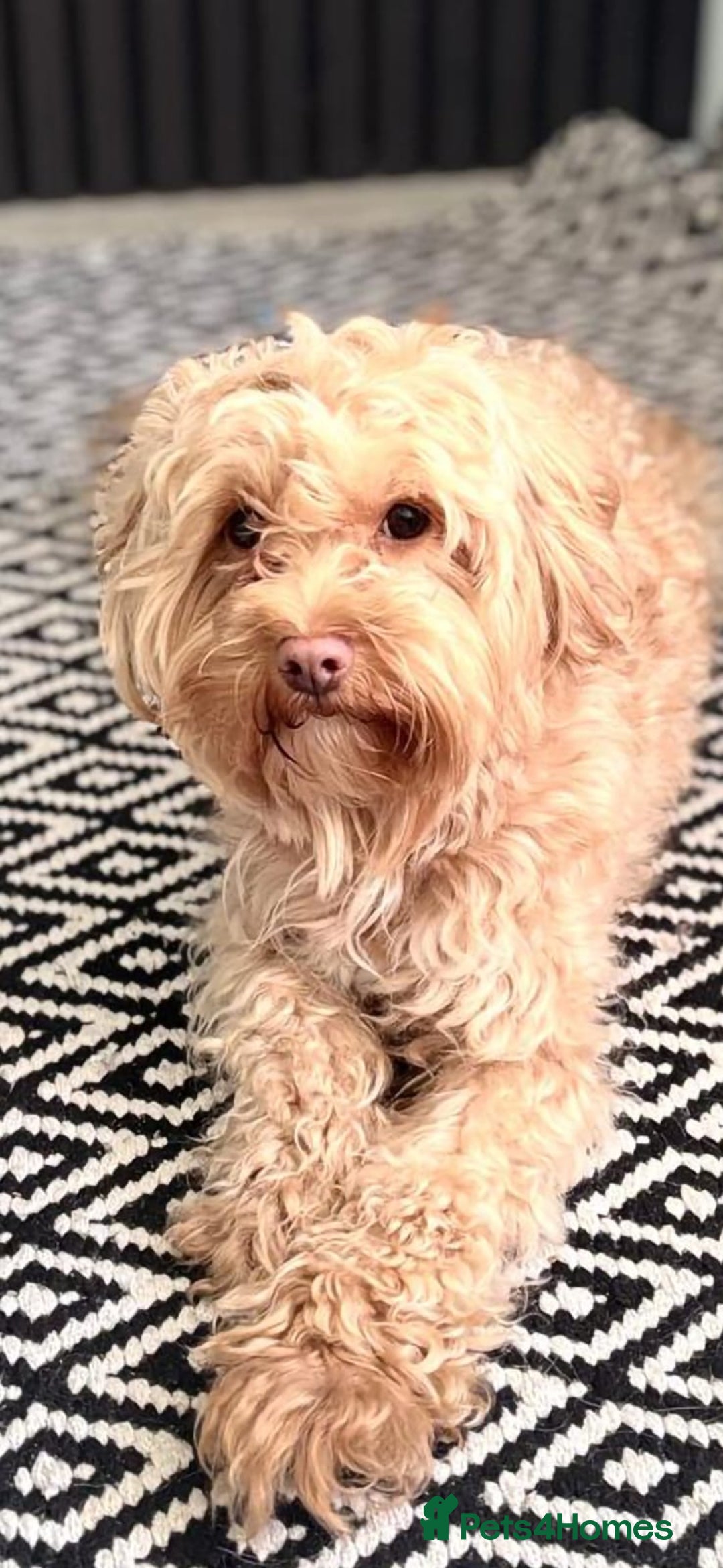 Maltipoo dogs for sale: Unique Korean miniature Maltipoos 🐶 🏡 🐾  - Advert 16