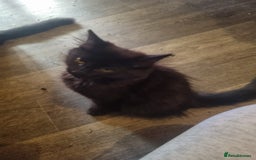 Mixed Breed cats for sale: Maine coon X - Image 2