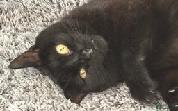 Domestic Shorthair cats for adoption: Midnight 🖤 - Image 1