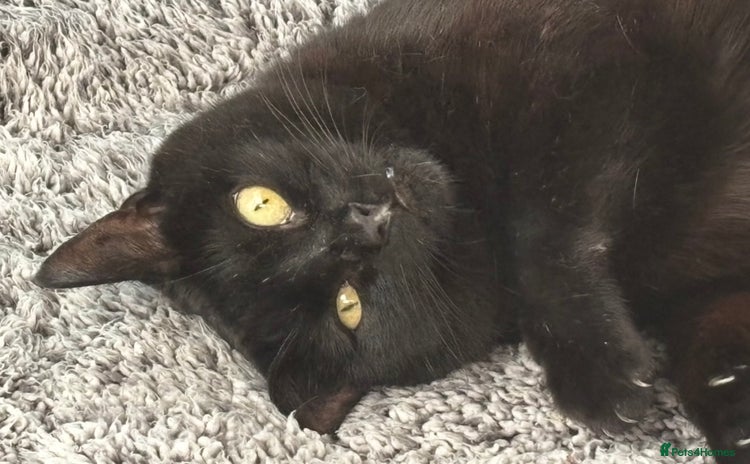 Domestic Shorthair cats - Advert 3