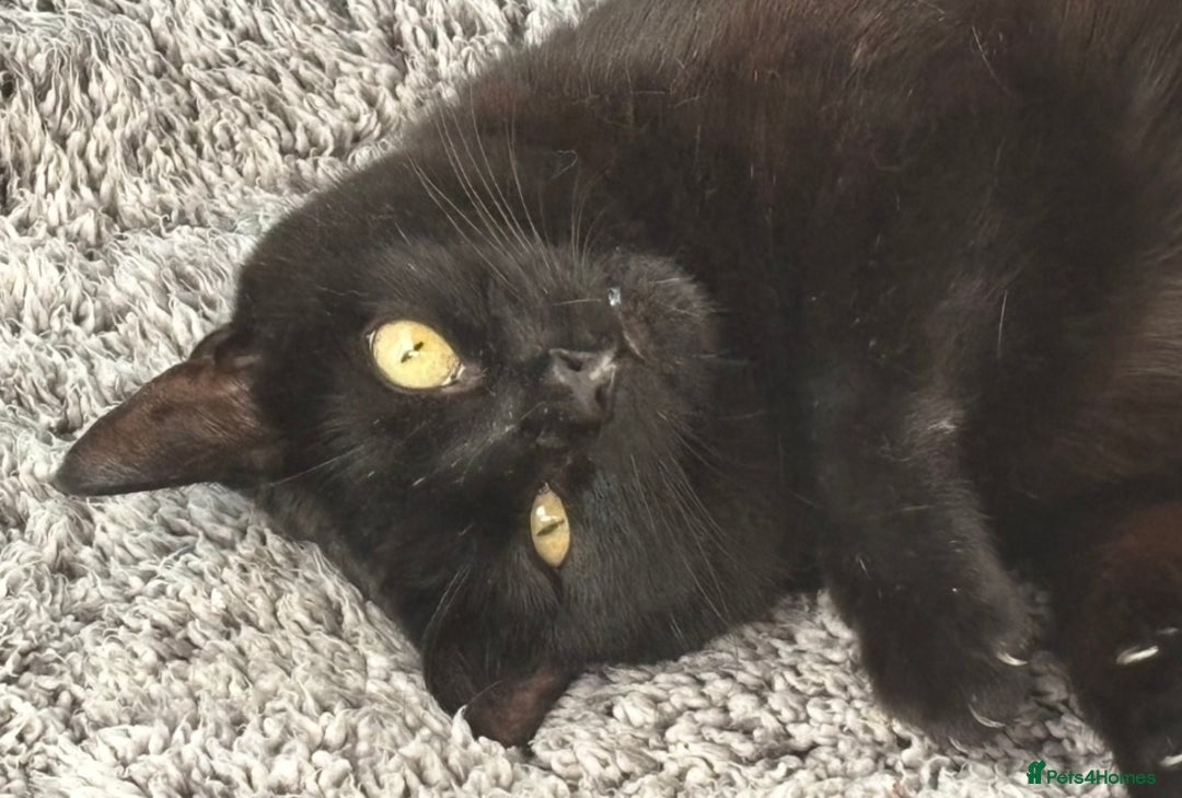 Domestic Shorthair cats for adoption: Midnight 🖤 - Image 1