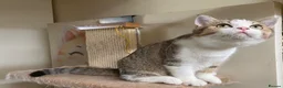 Munchkin cats for sale: ✨ Adorable TICA Registered Munchkin Kittens ✨ - Advert 14