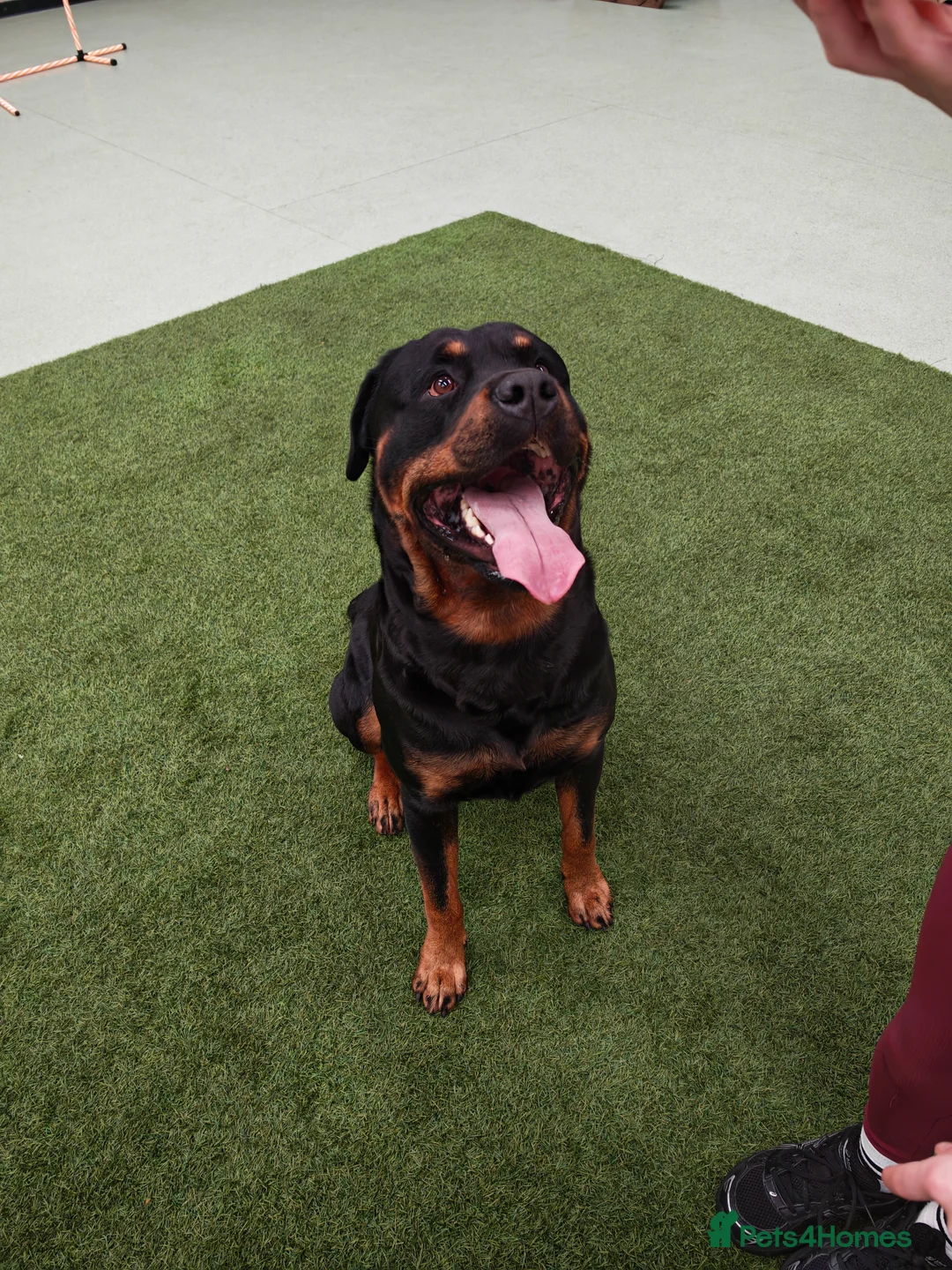 Rottweiler dogs for stud: Rottweiler for stud full pedigree, health tested  in Prescot - Advert 2