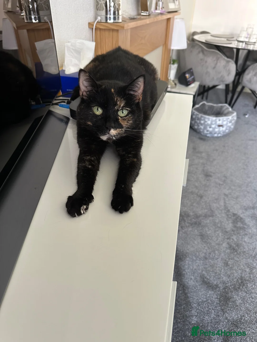 Domestic Shorthair cats for sale: Mother and son  in Walsall - Advert 1