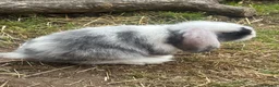 Mini Lop rabbits for sale: Gorgeous mini lop doe  - Advert 2