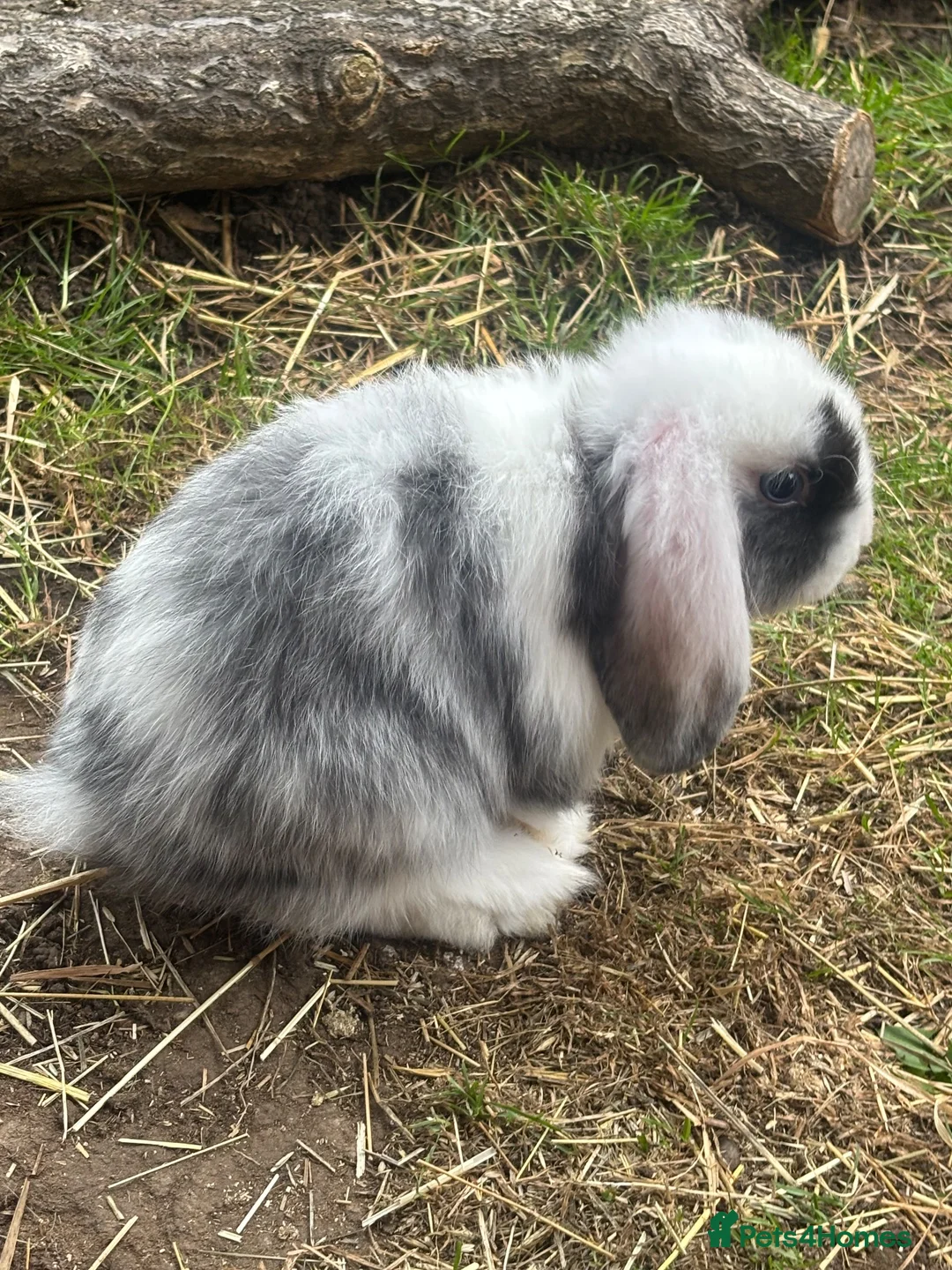 Mini Lop rabbits for sale: Gorgeous mini lop doe  - Advert 2