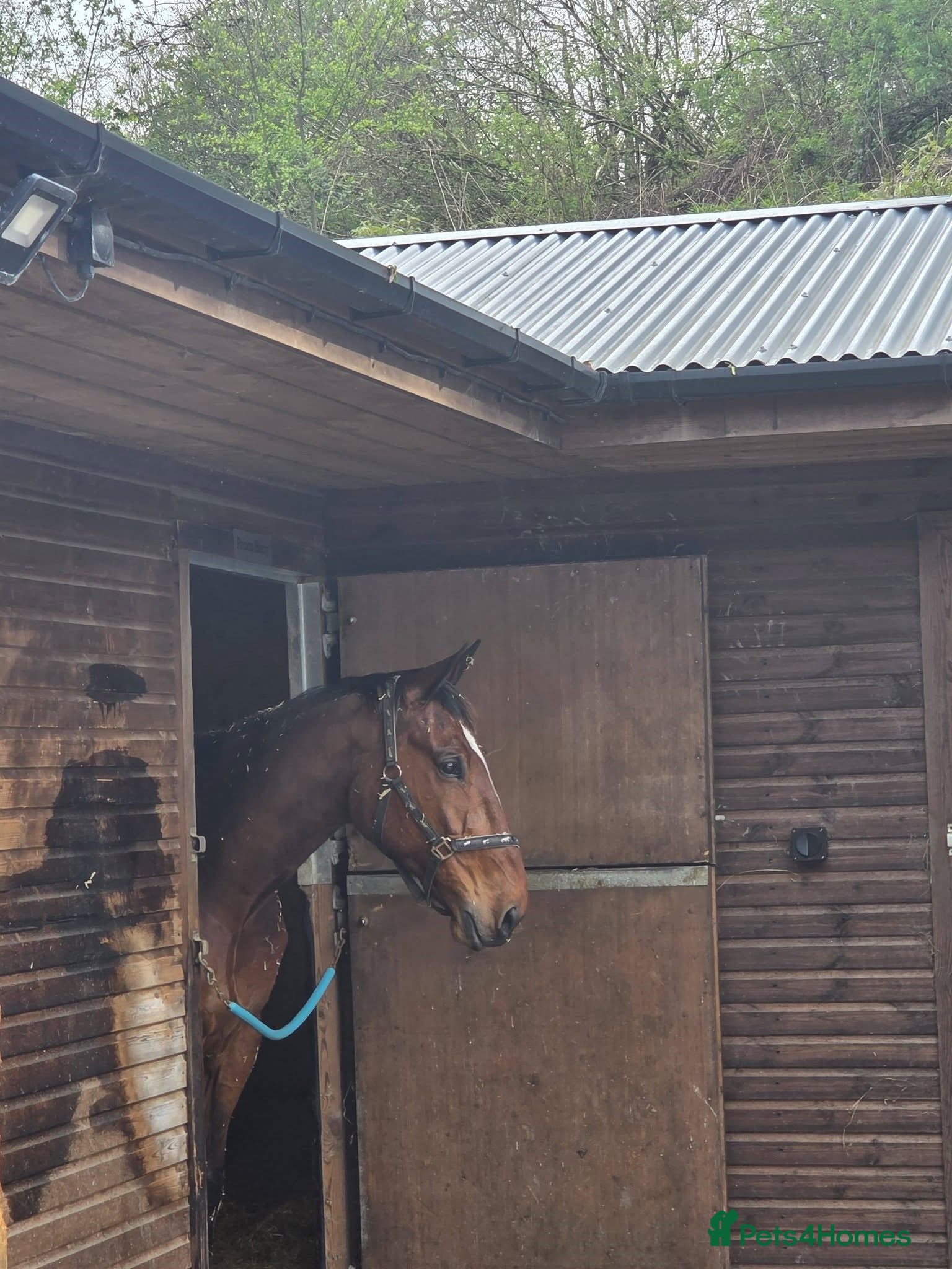 American Standardbred horses Harry, ride and drive - Advert 1