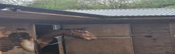 American Standardbred horses for sale: Harry, ride and drive - Advert 1