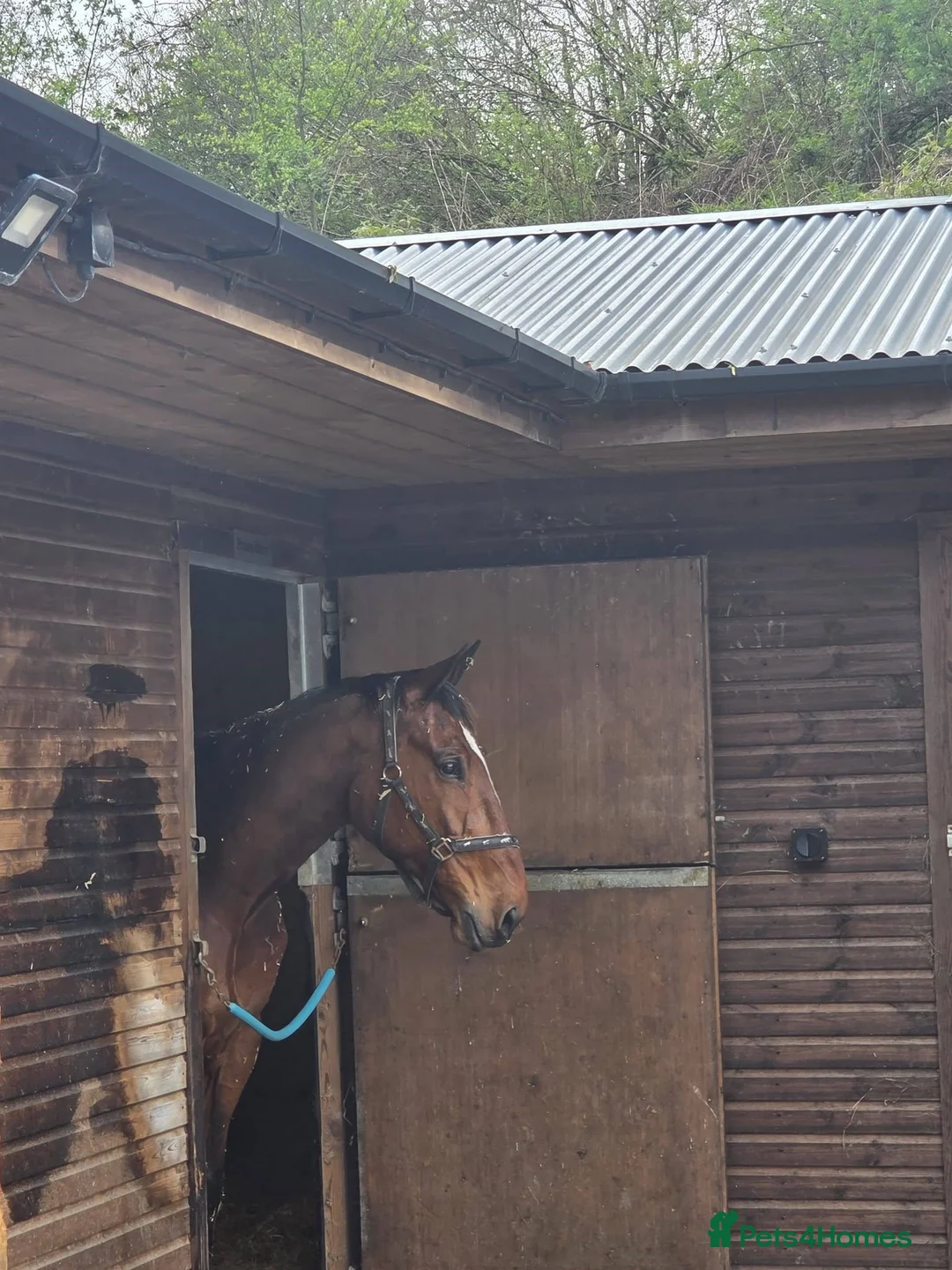 American Standardbred horses for sale: Harry, ride and drive - Advert 1