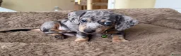 Miniature Dachshund dogs for sale: Beautiful Miniature Dachshund puppies in Stoke-on-Trent - Advert 5