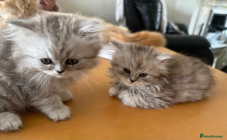 Persian cats - Advert 6