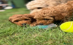 Toy Poodle dogs for sale: 🐶 Toy Poodle Puppy Girl–Ready for the home! - Image 13
