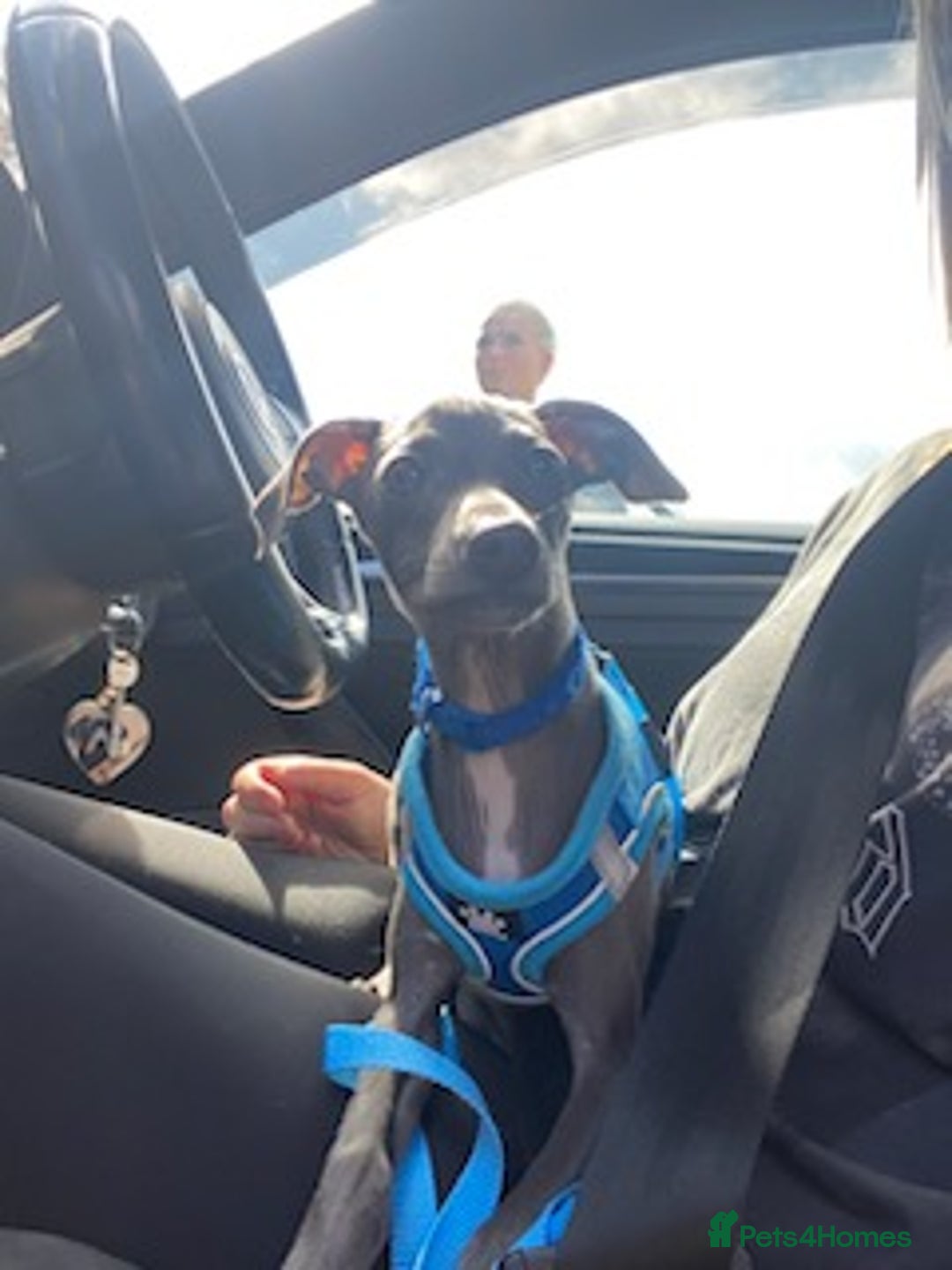Italian Greyhound dogs for sale: Last blue boy kc reg ready now fully vaccinated  - Image 21