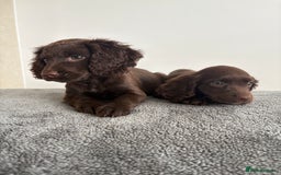 Cocker Spaniel dogs for sale: Cocker spaniel puppies  - Image 10