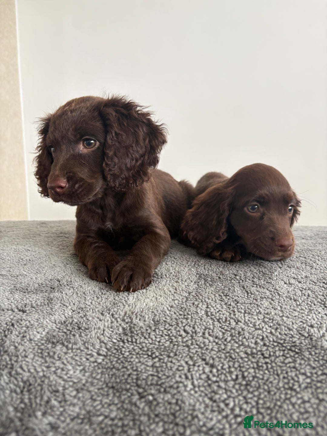 Cocker Spaniel dogs for sale: Cocker spaniel puppies  - Image 10