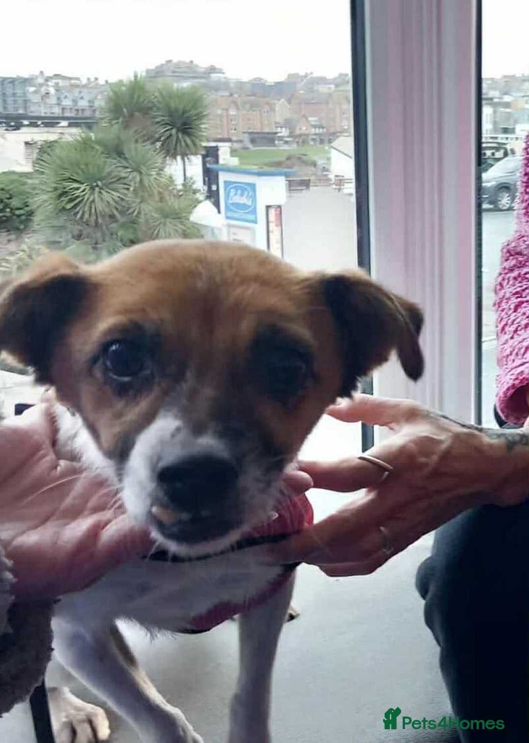 Mixed Breed dogs for adoption: Loving home needed for beautiful Tina  - Advert 7