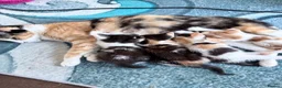 Mixed Breed cats for sale: Four kittens two male two female - Advert 1