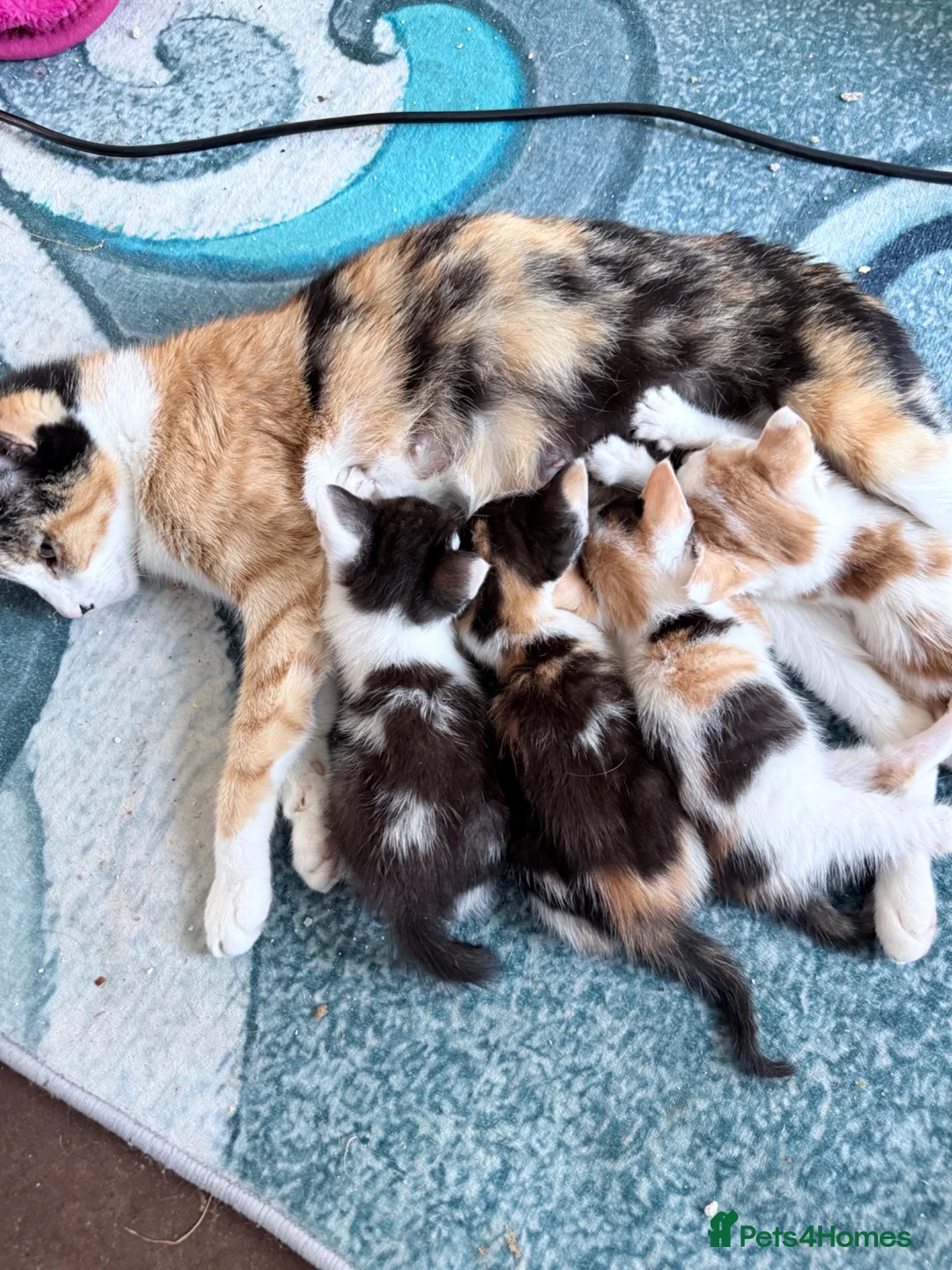Mixed Breed cats for sale: Four kittens two male two female - Advert 1