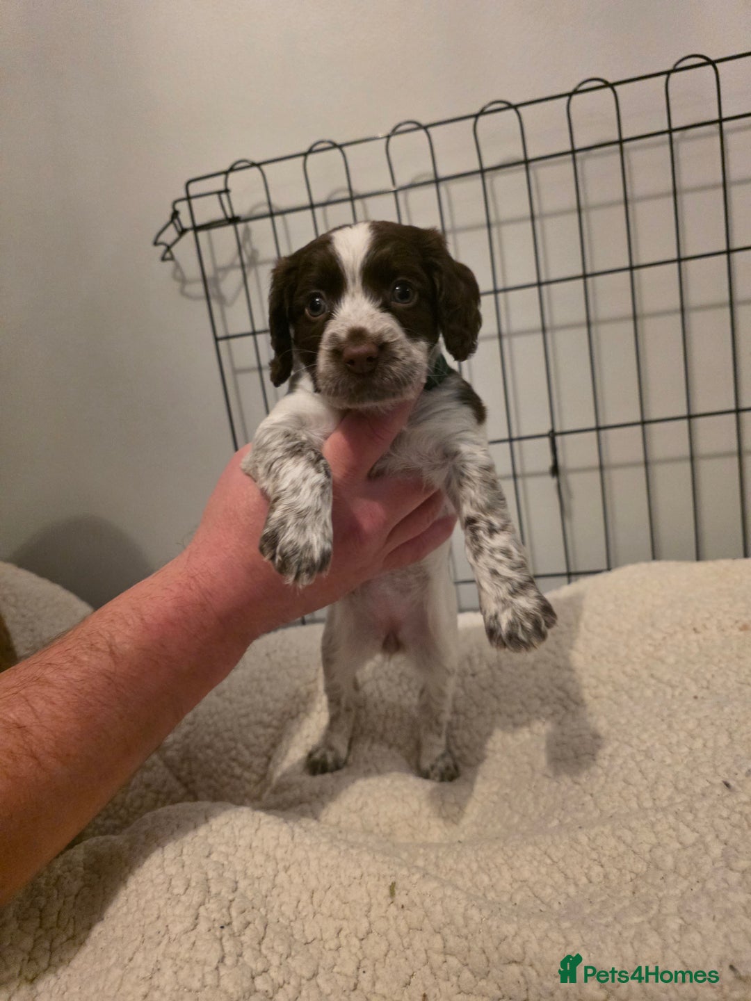 Cocker Spaniel dogs for sale: 6 cocker spaniel puppies  - Advert 14