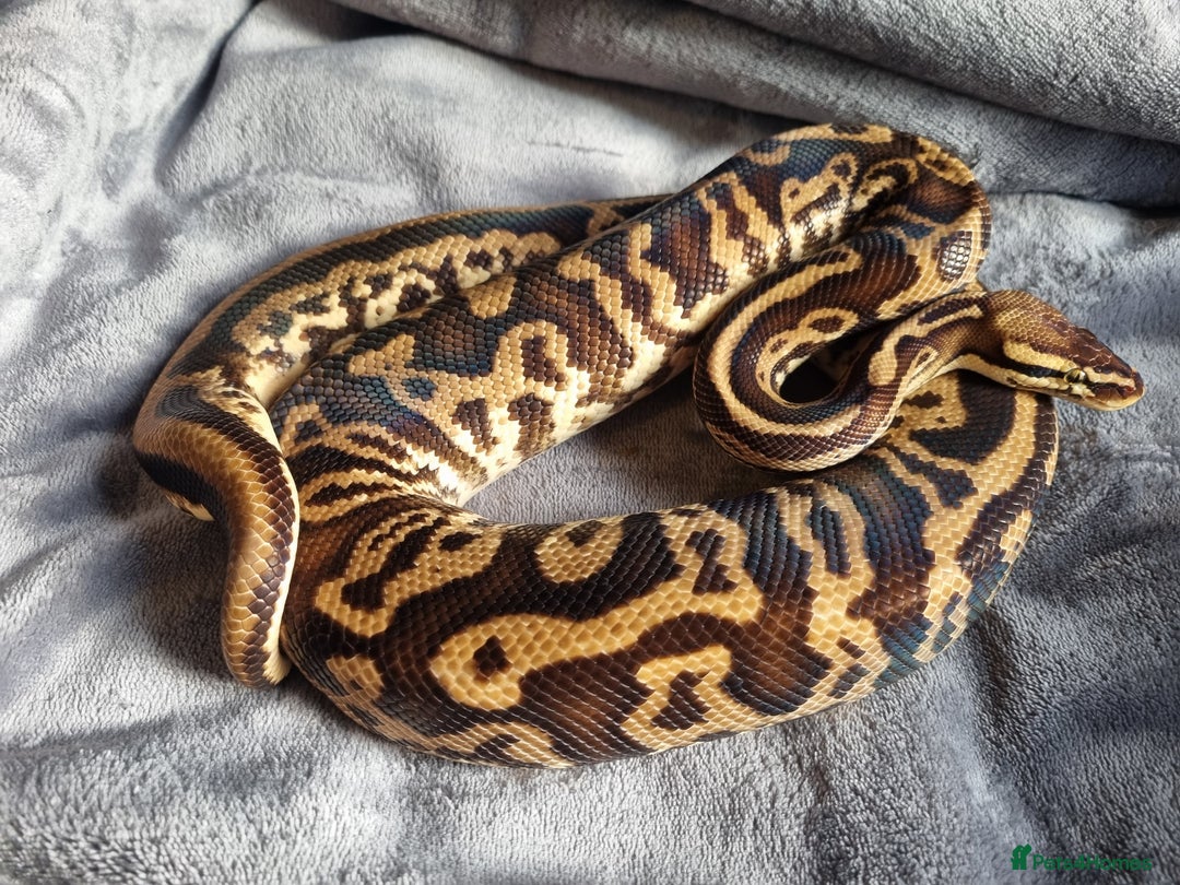 Python Snake reptiles for sale: Male Pastel Leopard Yellowbelly het Pied - Image 2