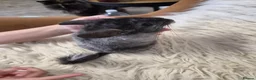 Chinchilla rodents for sale: 2 female chinchillas - Advert 9