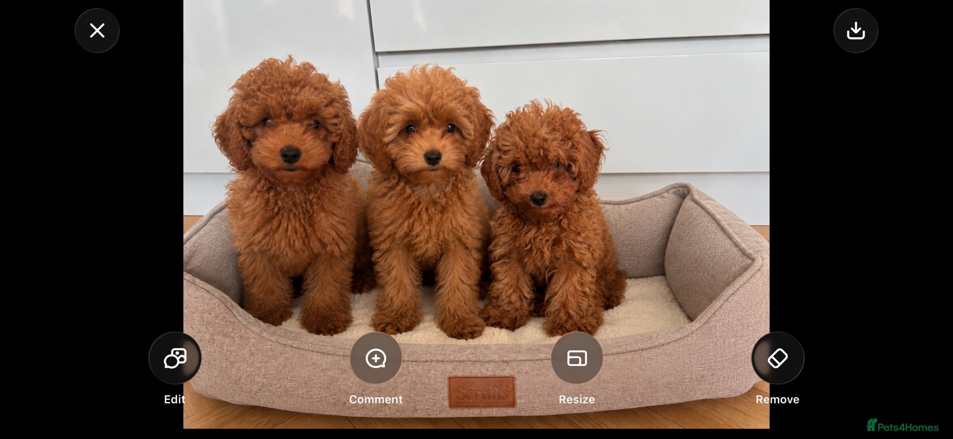 Cavapoo dogs Family Raised Cavapoo Puppies ready to Reserve!  - Advert 1