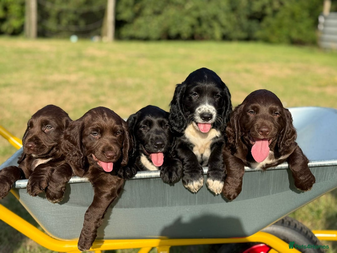 Sprocker dogs for sale: Sproker's - Image 4