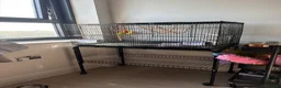 Lovebirds birds for sale:     Male Lovebird Looking for Home in Sunbury-on-Thames - Advert 2