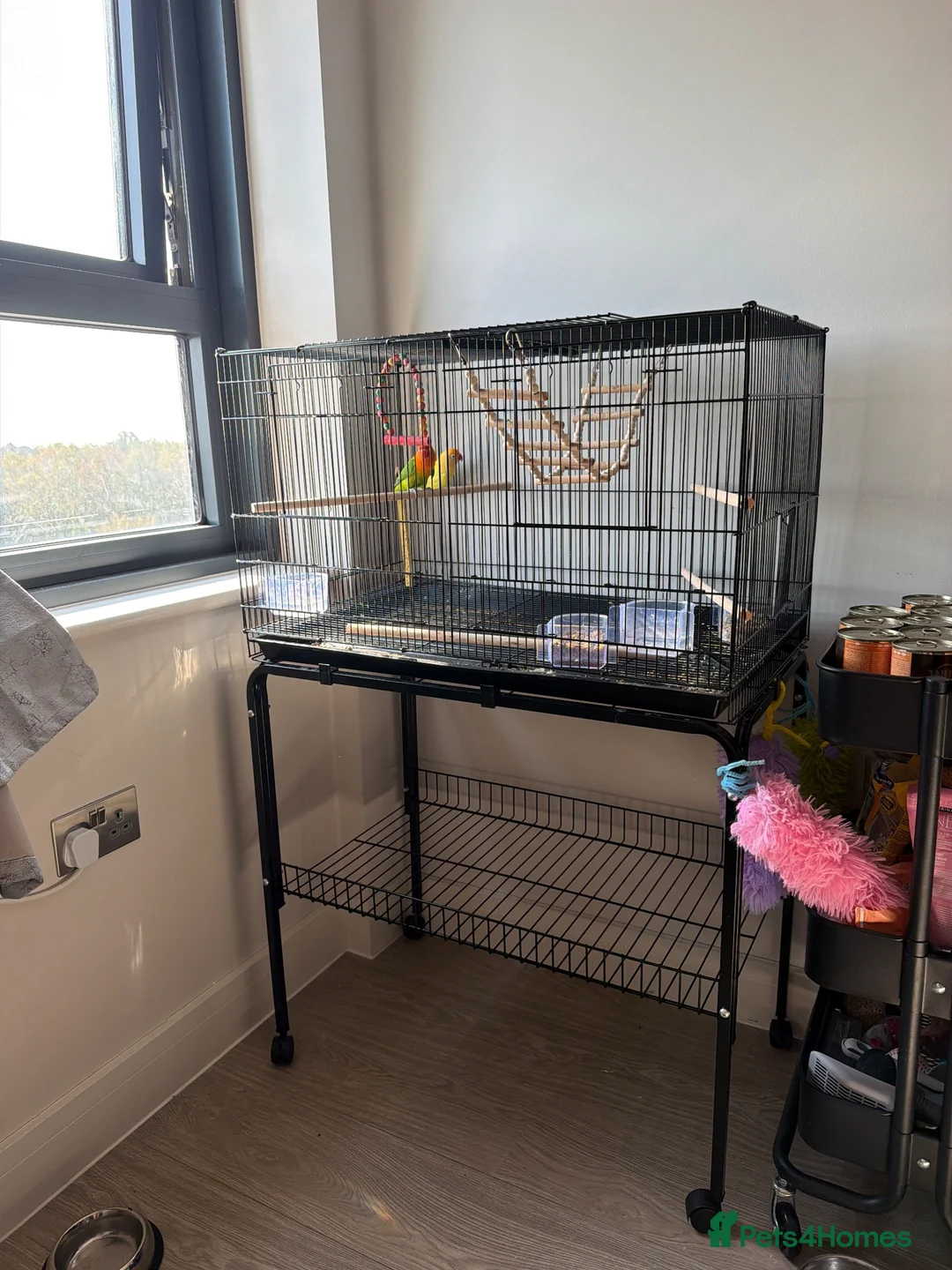 Lovebirds birds for sale:     Male Lovebird Looking for Home in Sunbury-on-Thames - Advert 2