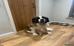 Saint Bernard dogs for sale: Stunning KC reg Saint Bernard puppies  - Image 17