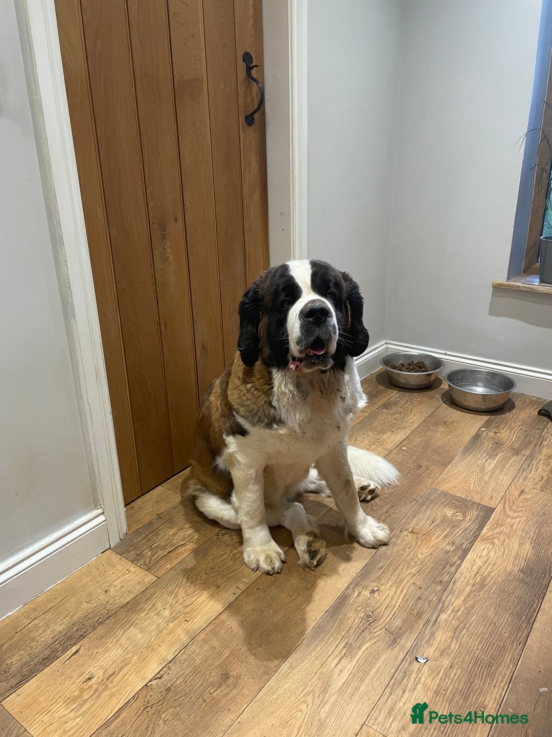 Saint Bernard dogs for sale: Stunning KC reg Saint Bernard puppies  - Image 17