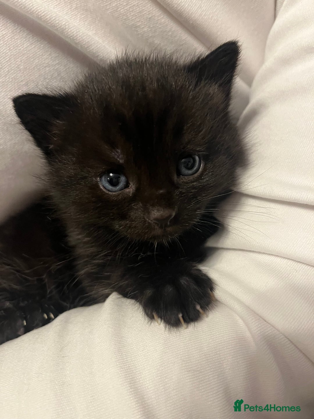 Mixed Breed cats for sale: 4 kittens for sale  - Advert 2