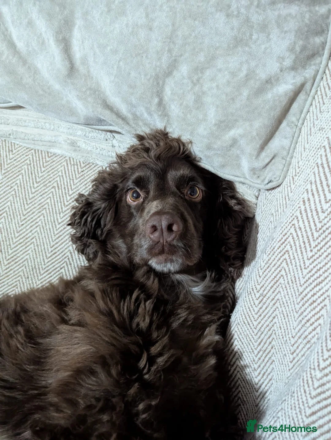 Cocker Spaniel dogs for sale: Dusty - 5yr Cocker Spaniel (N) - Advert 2