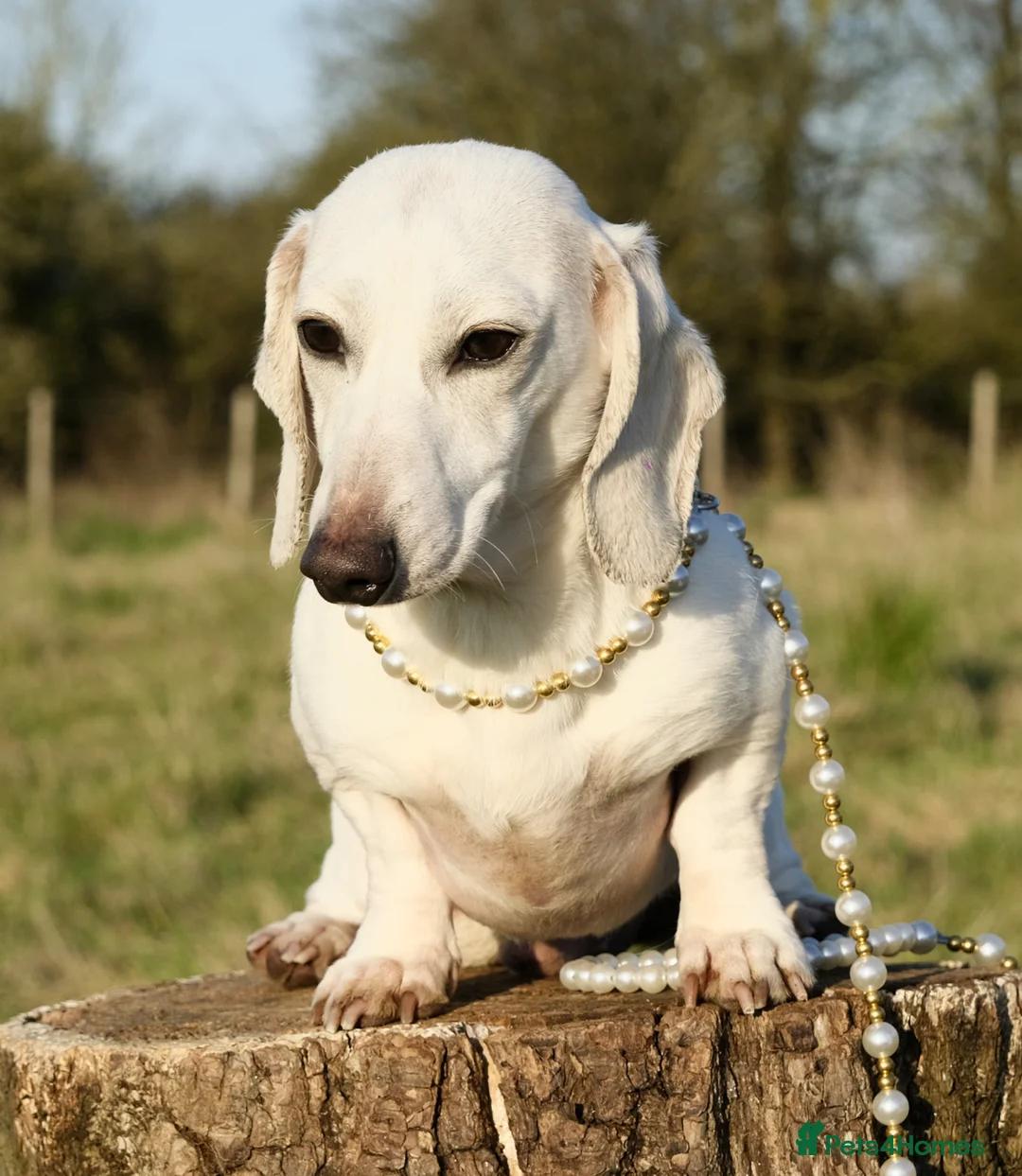 Miniature Dachshund dogs for stud: Award winning breeder-KC Pure White GHOST  - Advert 2