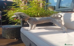 Toy Poodle dogs for sale: Female toy poodle silver  - Image 6
