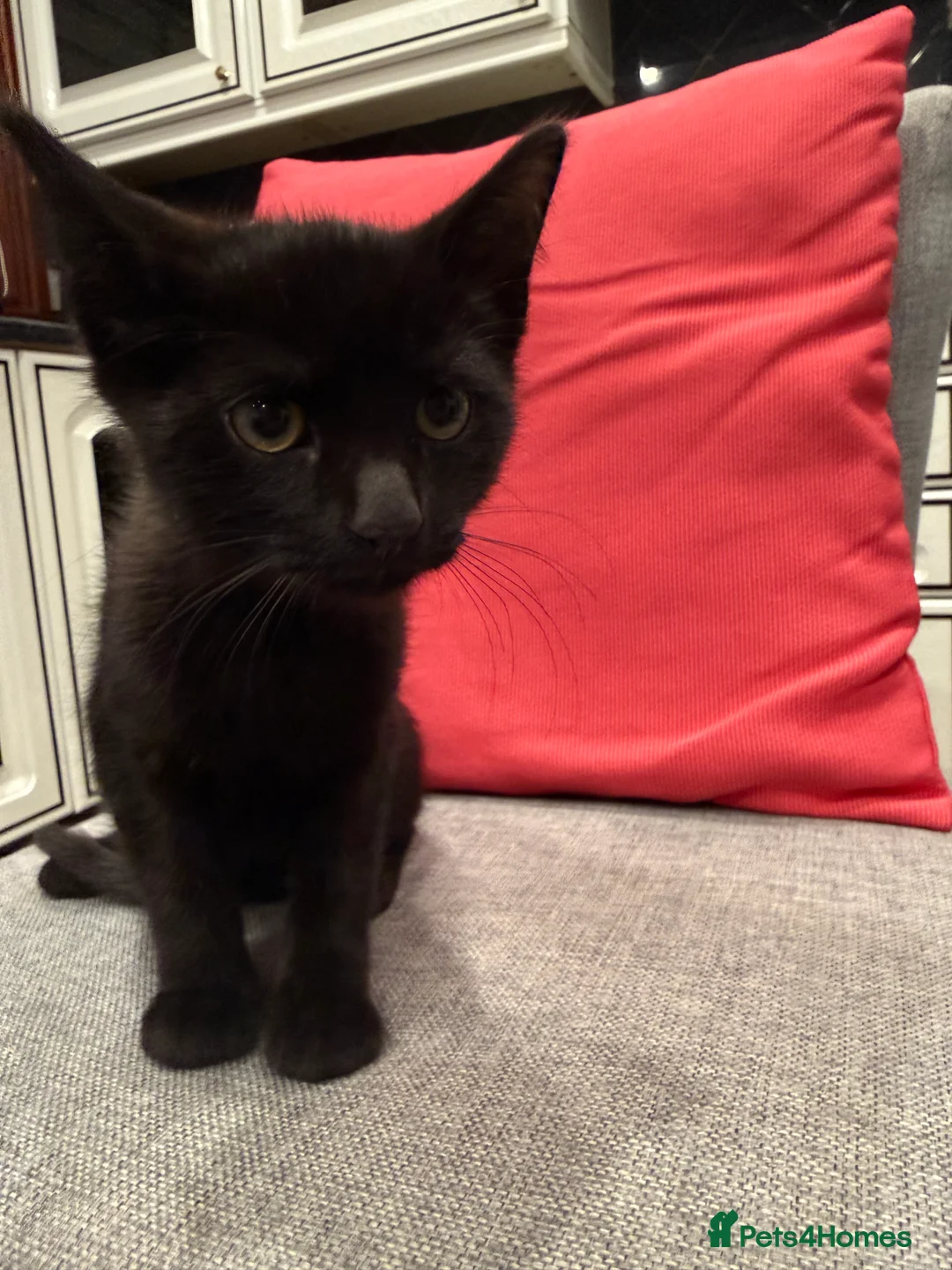 Mixed Breed cats for sale: Kittens ready today 😻 - Advert 3