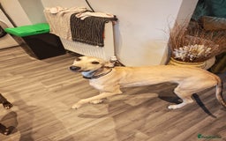 Lurcher dogs for sale: Female lurcher bull - Image 2