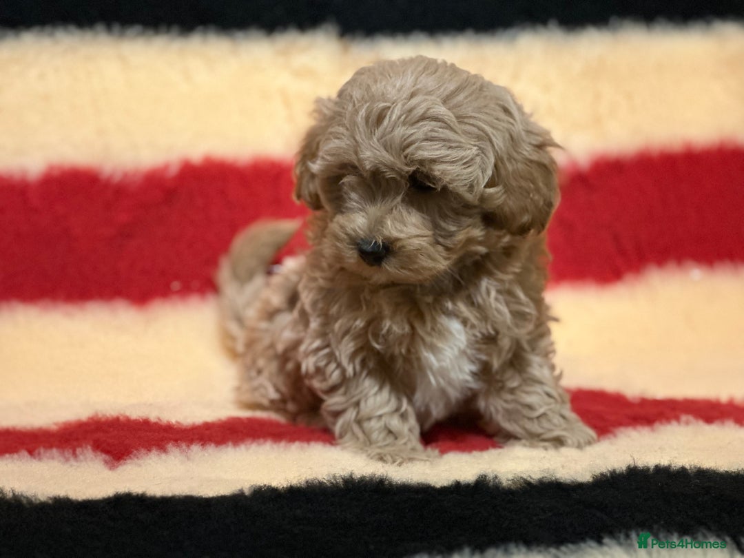 Mixed Breed dogs for sale: Beautiful Cavapoochon litter  - Advert 7
