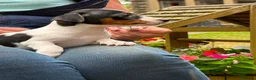 Jack Russell dogs for sale: Adorable Tri Coloured Miniature Jack Russell Pups - Advert 13