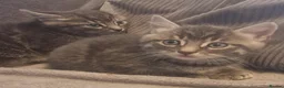 British Shorthair cats for sale: Beautiful Tabby and grey Tabby kittens  - Advert 12