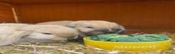 Mini Lop rabbits for sale: 2 Mini Lops for short or long term foster in Bath - Advert 8