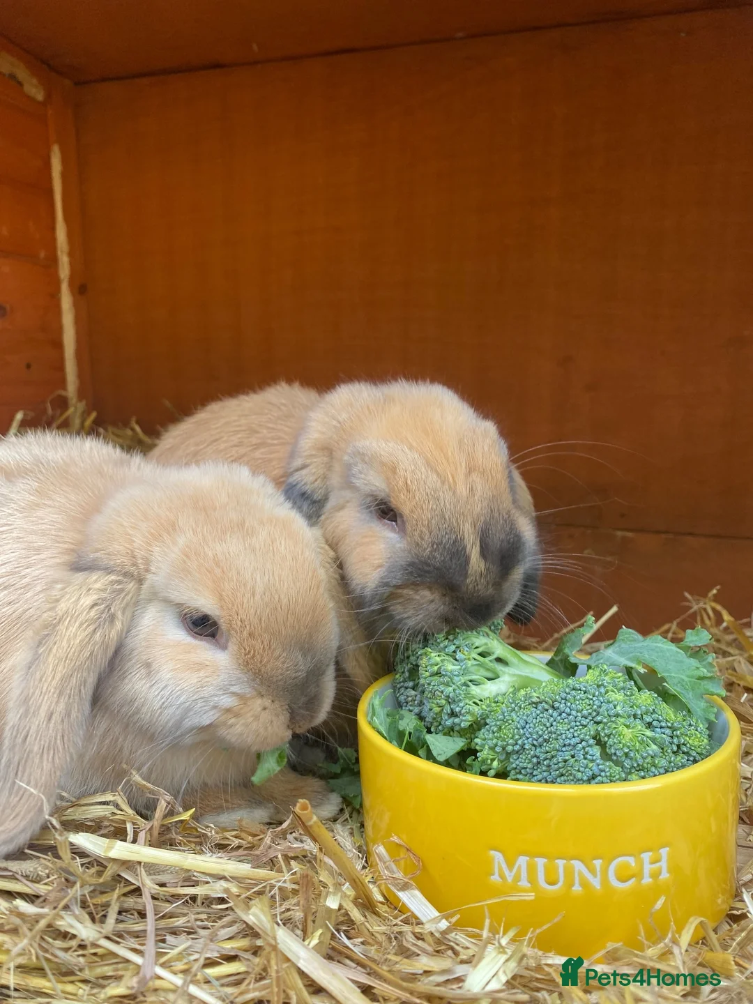 Mini Lop rabbits for sale: 2 Mini Lops for short or long term foster in Bath - Advert 8