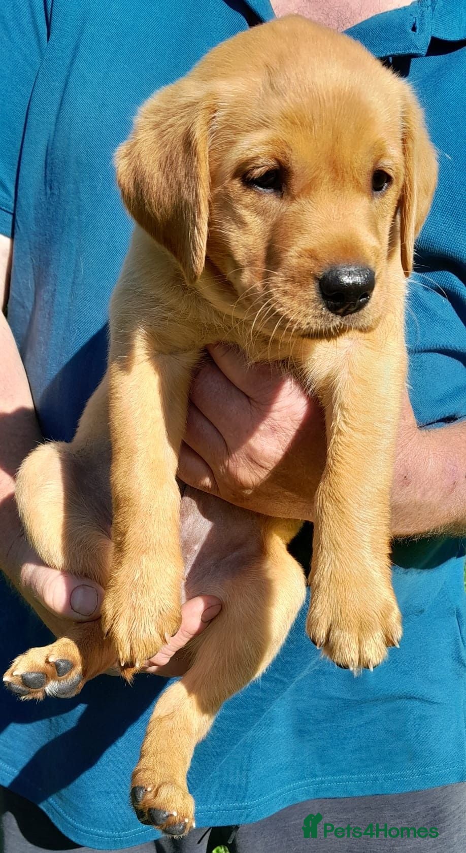 Labrador Retriever dogs FTCH Sired, K C Reg, Extensively Health Tested - Advert 6