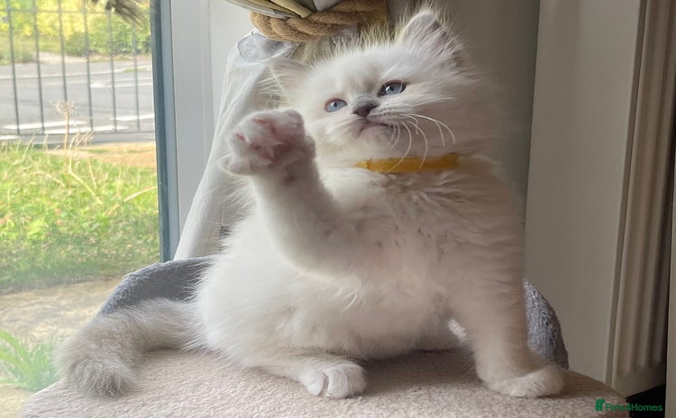 Ragdoll cats - Advert 2