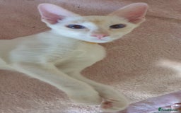 Siamese cats for sale: GCCF Traditional Red and Chocolate Point Saimese  in Darwen - Image 34