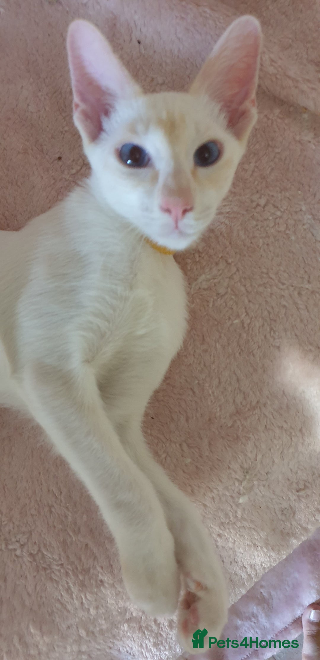 Siamese cats for sale: GCCF Traditional Red and Chocolate Point Saimese  in Darwen - Image 34