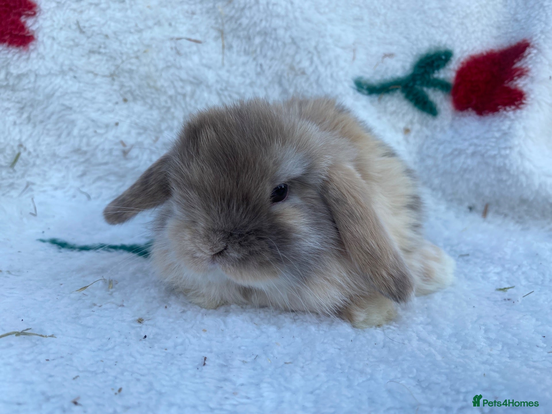 Mini Lop rabbits Mini lops - Advert 1