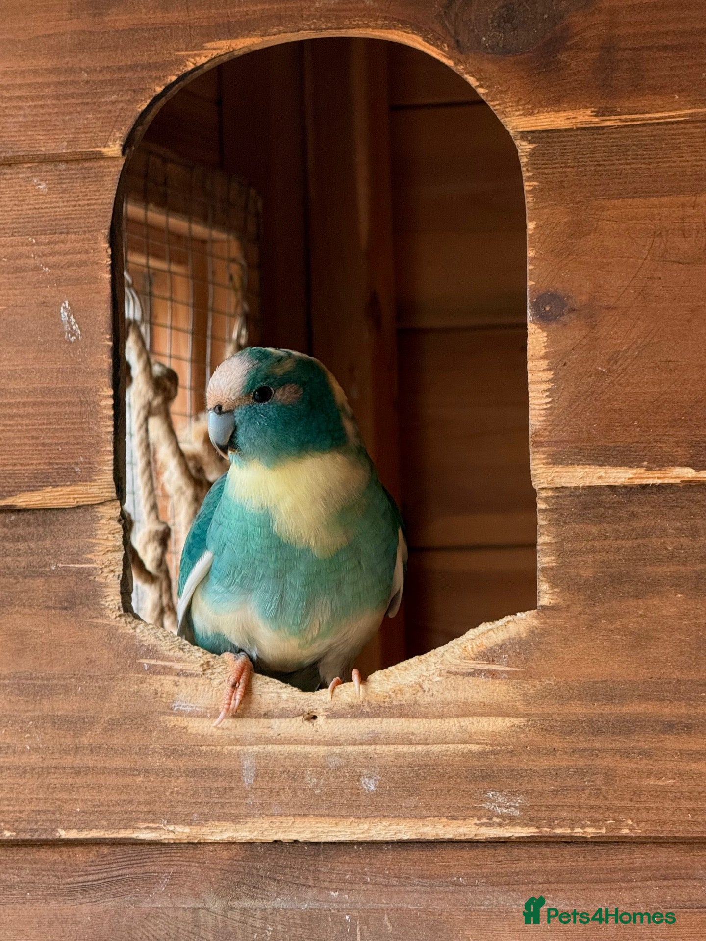 Parakeets birds for sale: 4 Kakariki’s Needing New Home  - Advert 6